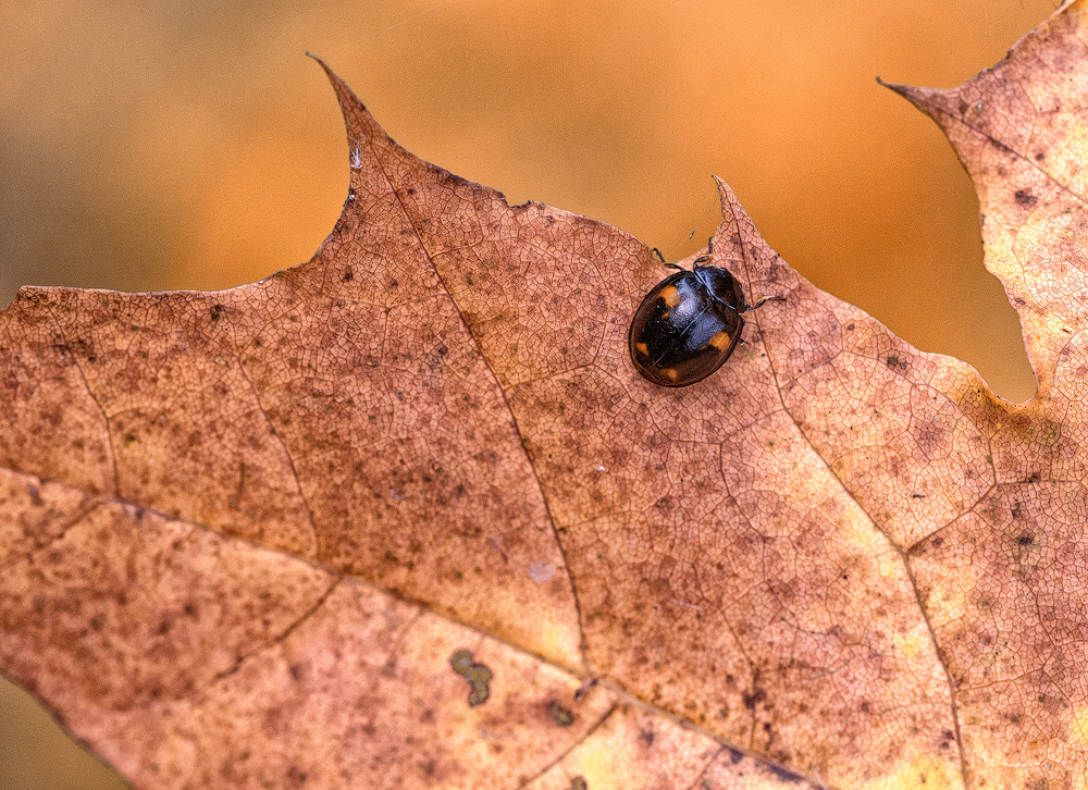 4711 Blatt-16X_4176-1-Kopie.jpg